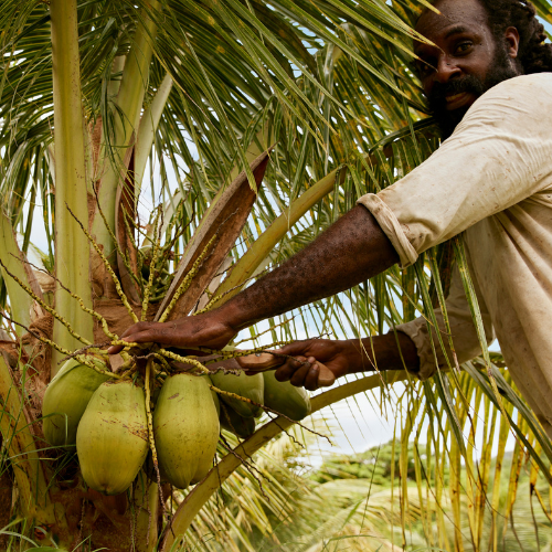 barbados coconut